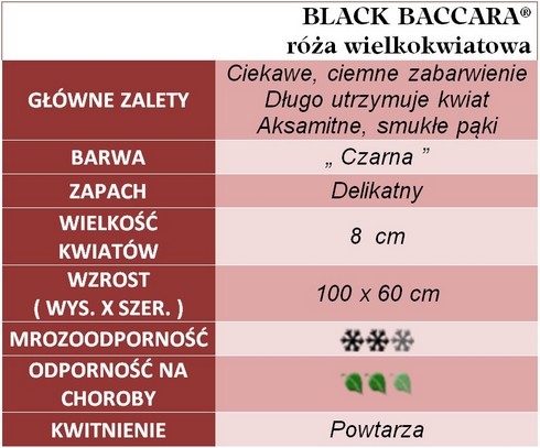 Black Baccara róża wielkokwiatowa